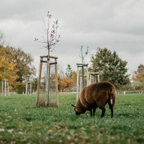 Ein Schaf frisst auf einer Streuobstwiese.