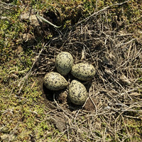 Vier Vogeleier liegen in einem Nest