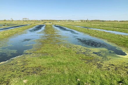 Eine Wiese auf Ackerland mit stillstehendem Wasser