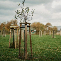 Nahaufnahme eines jungen Baumes auf einer Streuobstwiese.