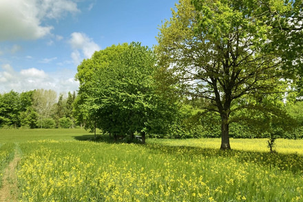 Eine grüne Wiese mit gelben Blumen und Bäumen