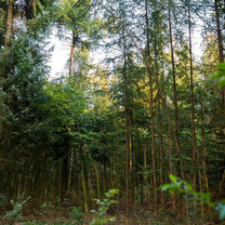 Zu sehen ist ein Wald.