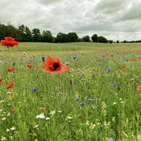 Eine Wiese mit Mohnblumen