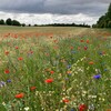Blumenwiese mit Mohn und Kornblumen