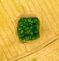Luftbild von einem Kornfeld