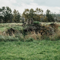 Ein Baumstumpf auf einer Wiese, der langsam zuwächst.
