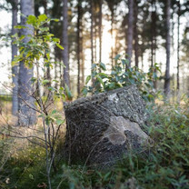 Eine Detailansicht eines Baumstumpfes, der sich in einem Wald befindet.