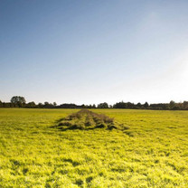 Blick auf eine grüne Wiese
