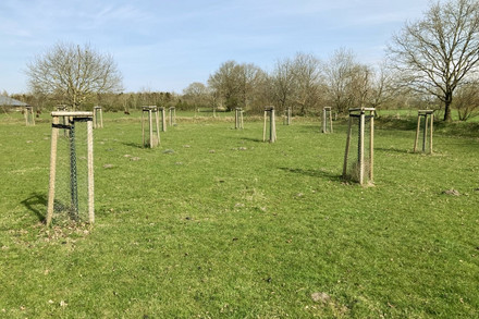 Frisch gepflanzte Bäume auf einer grünen Wiese