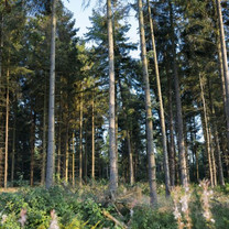 Zu sehen ist ein Wald, vorrangig die Stämme der einzelnen Bäume.