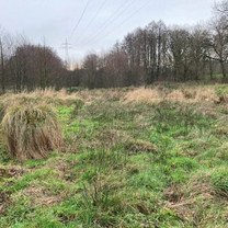 Eine wildgewachsene Wiese mit Wald und Strommasten im Hintergrund.
