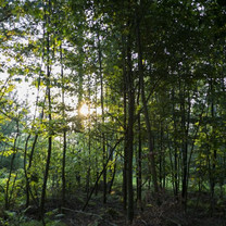 Zu sehen ist ein dichter Wald, durch den nur wenig Licht ins Innere fällt.