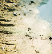 Fußabdrücke im Sand