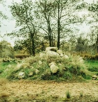 Blick auf einen Waldrand