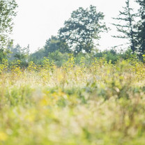 Eine Nahaufnahme einer wild wachsenden Wiese mit Bäumen im Hintergrund.