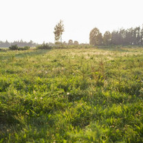 Zu sehen ist eine wild wachsende Wiese bei Sonnenschein.