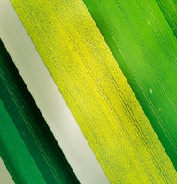 Luftbild von einem bunten Feld