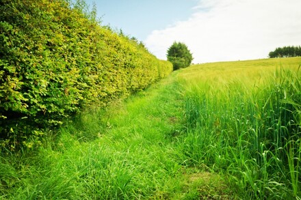 Links grüner Knick, rechts Feld