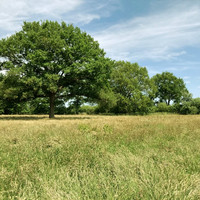 Blick auf eine grüne Wiese mit Bäumen