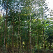 Zu sehen ist ein Wald.